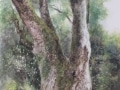 Large Japanese Cinnamon Tree 3 29"x19" Sold